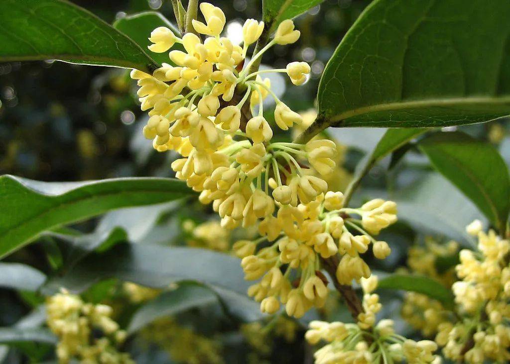 桂花的常見(jiàn)品種有哪些（桂花的品類(lèi)介紹）